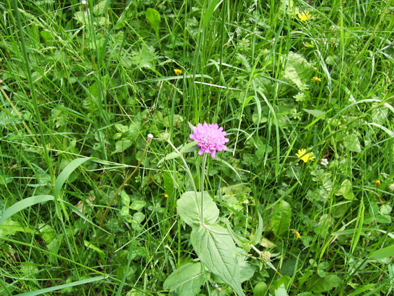 Knautia drymeia e Malva sylvestris